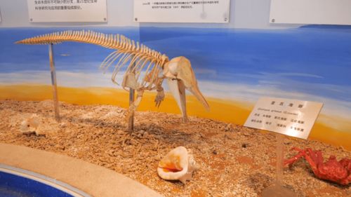 探秘青島銀色世紀海洋生物博物館 解鎖海洋生物的奧秘與產業新動能